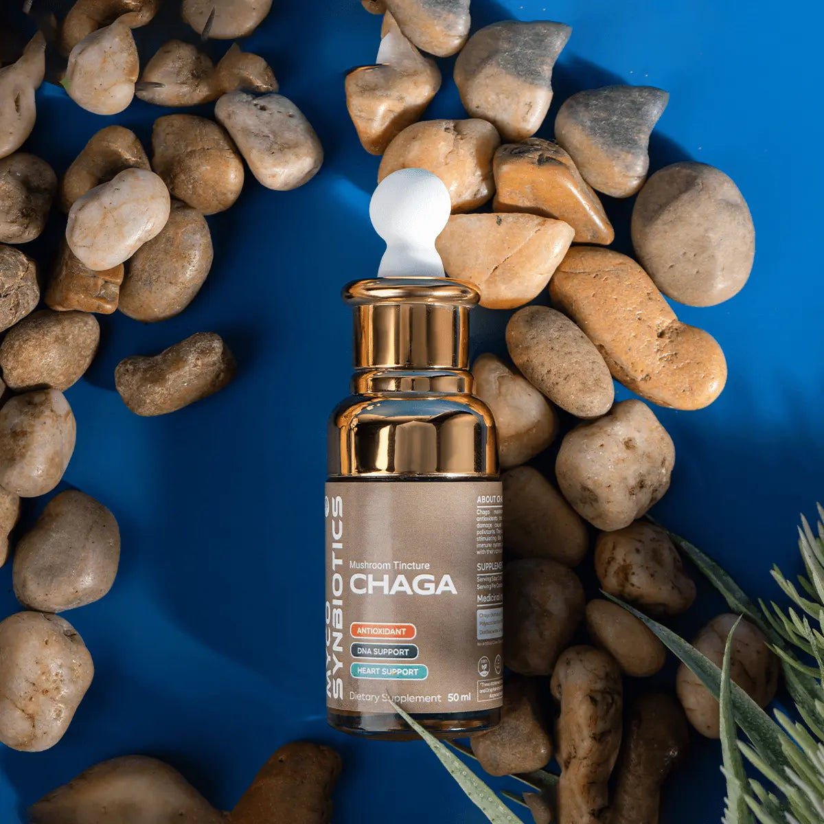 Chaga Mushroom Extract Mushroomy Pakistan
