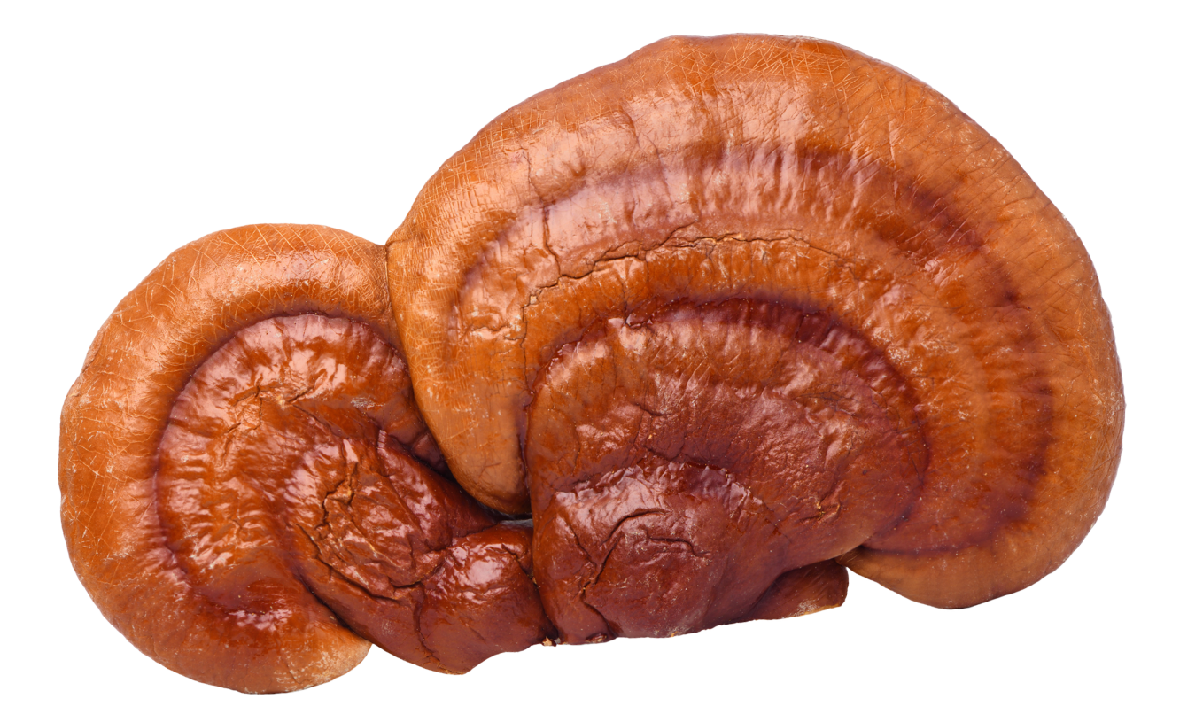 Reishi Mushroom