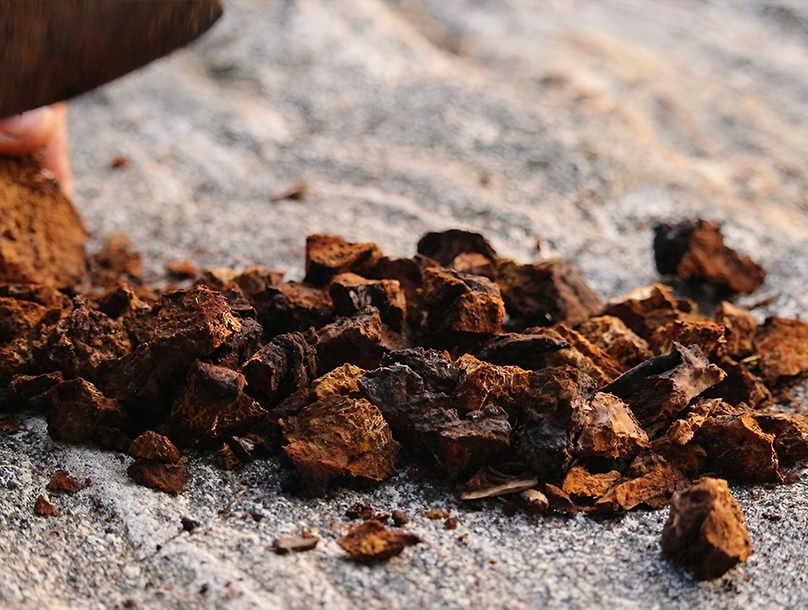 Chaga Mushroom