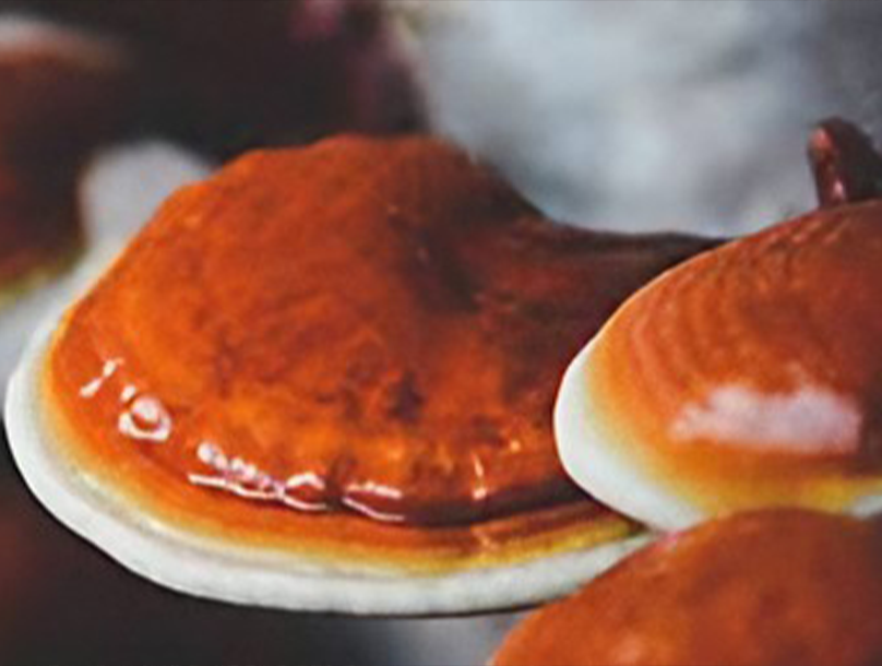 Reishi Mushroom