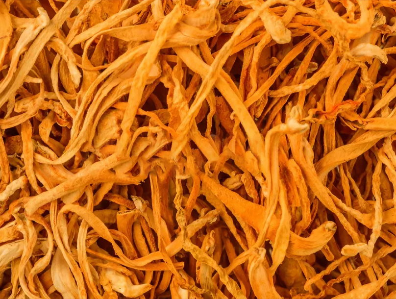Cordyceps Mushroom