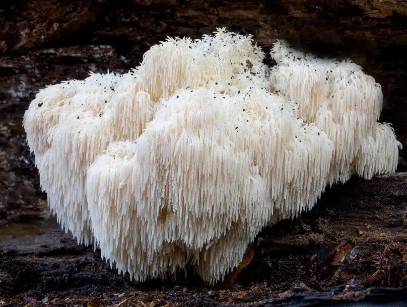 Lion's Mane Mushroom