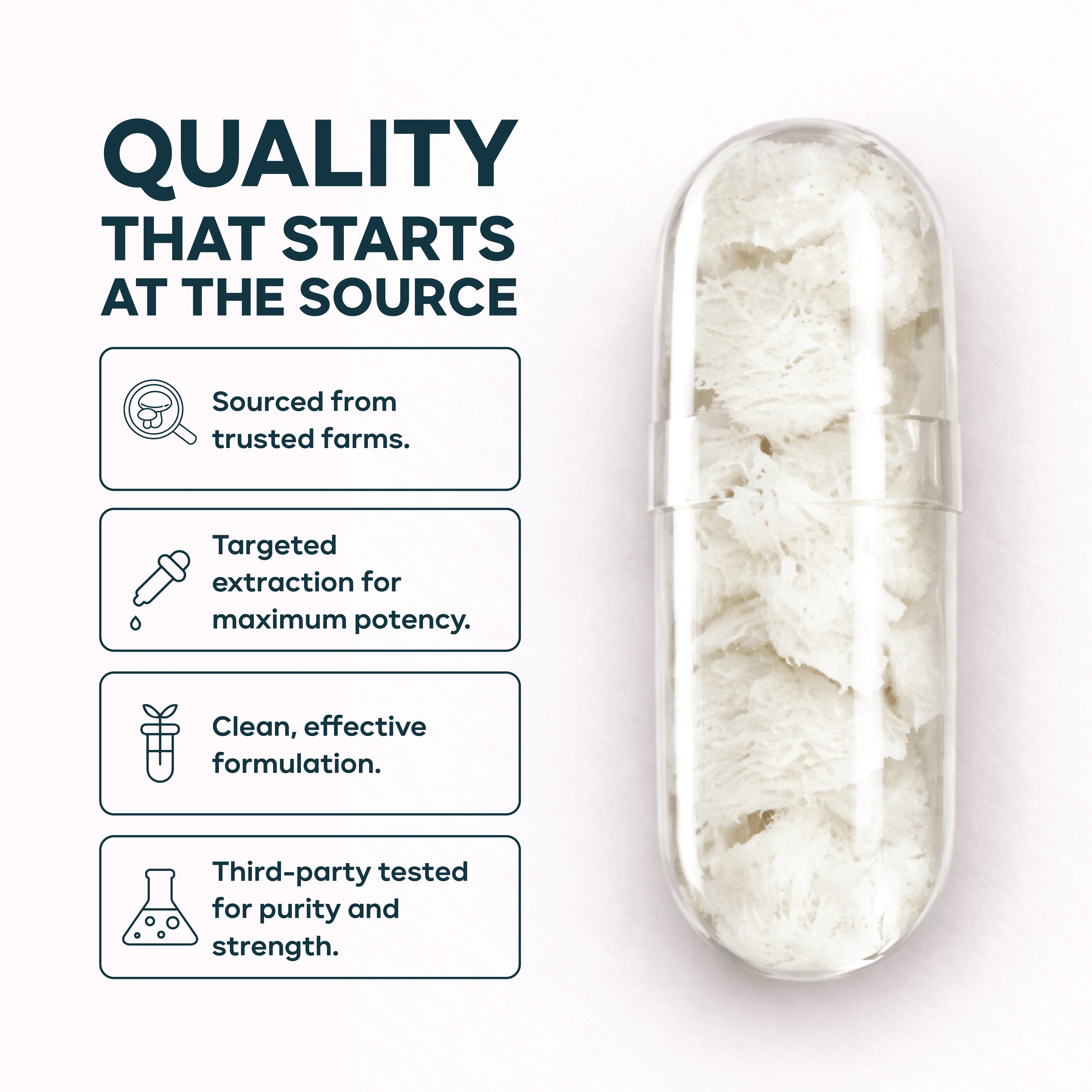 Lion's Mane Mushroom Capsules – Organic Brain-Health Supplement Mushroomy Pakistan