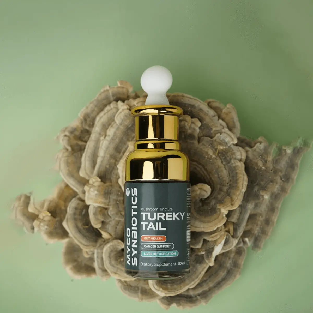 Turkey Tail Mushroom Extract Mushroomy Pakistan